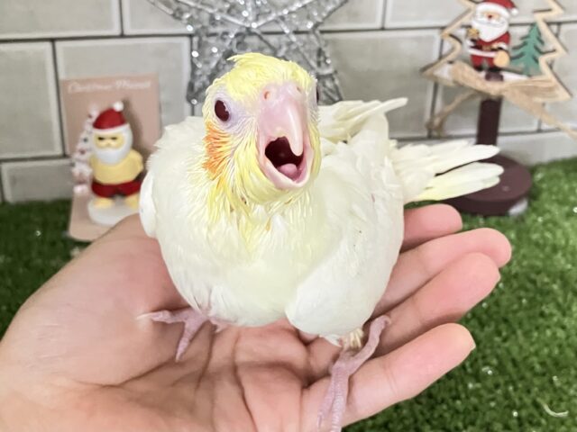 もちもちSUN🌤️ほっぺにペタリ🍹🧡オカメインコ(ルチノー/2025年11月生まれ) オカメインコ