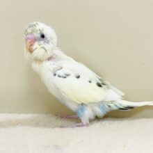 元気すぎるセキセイインコちゃん🩵（クリームハルクイン）ヒナ