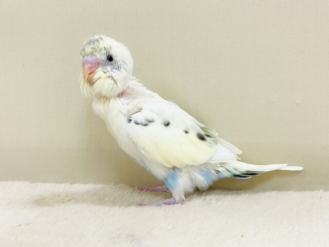 元気すぎるセキセイインコちゃん🩵（クリームハルクイン）ヒナ
