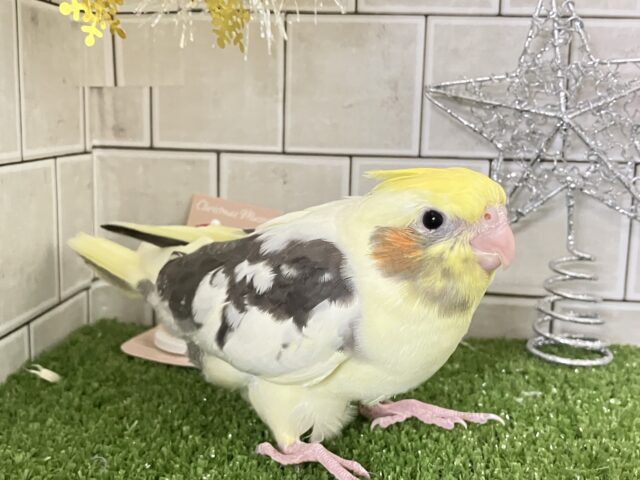 もっちぃBEST💛🦺⋆*~𝐜𝐫𝐞𝐚𝐦𝐲仕立て🧁~オカメインコ(パイド/2025年11月生まれ) オカメインコ