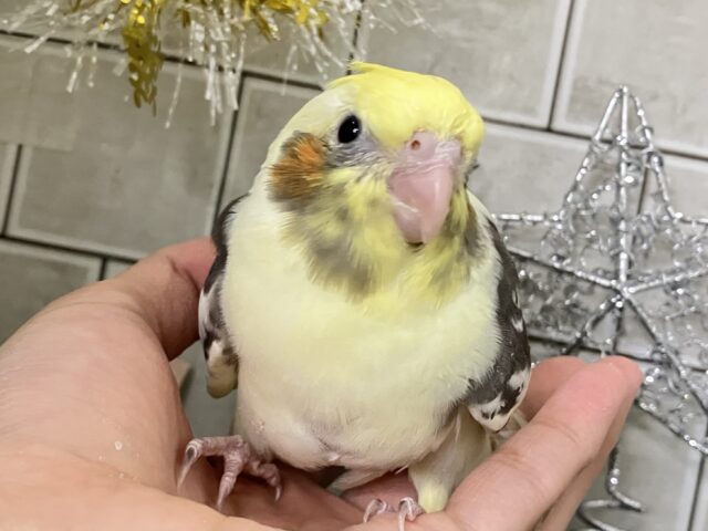 もっちぃBEST💛🦺⋆*~𝐜𝐫𝐞𝐚𝐦𝐲仕立て🧁~オカメインコ(パイド/2025年11月生まれ)