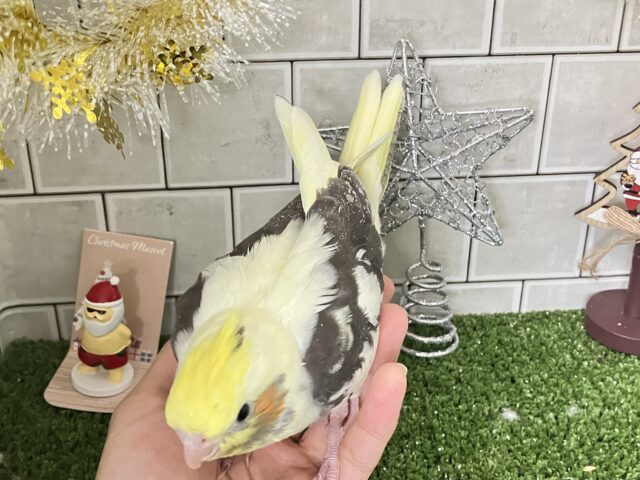もっちぃBEST💛🦺⋆*~𝐜𝐫𝐞𝐚𝐦𝐲仕立て🧁~オカメインコ(パイド/2025年11月生まれ) オカメインコ