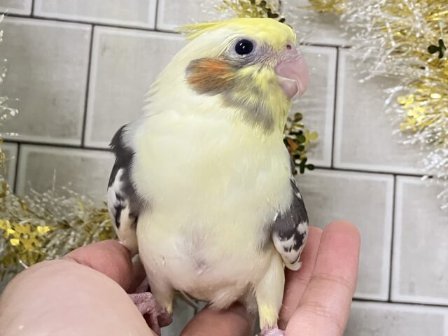 もっちぃBEST💛🦺⋆*~𝐜𝐫𝐞𝐚𝐦𝐲仕立て🧁~オカメインコ(パイド/2025年11月生まれ) オカメインコ