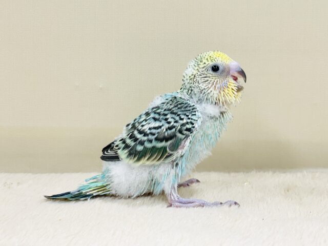 セキセイインコ