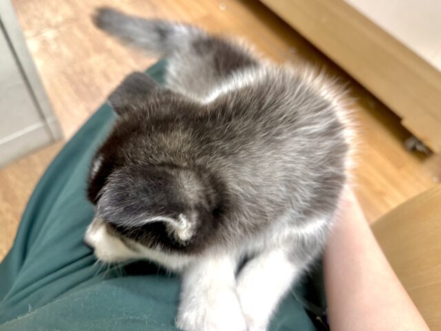 大型新人✨️✨️✨️✨️とっても珍しいミックス犬!ポンスキー男の子 ポンスキー