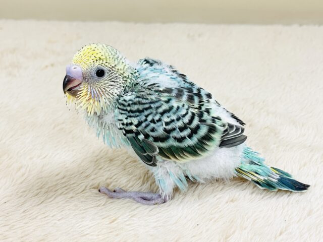 キリッとブラックがかっこいい〜😎✨セキセイインコ（レインボー）ヒナ