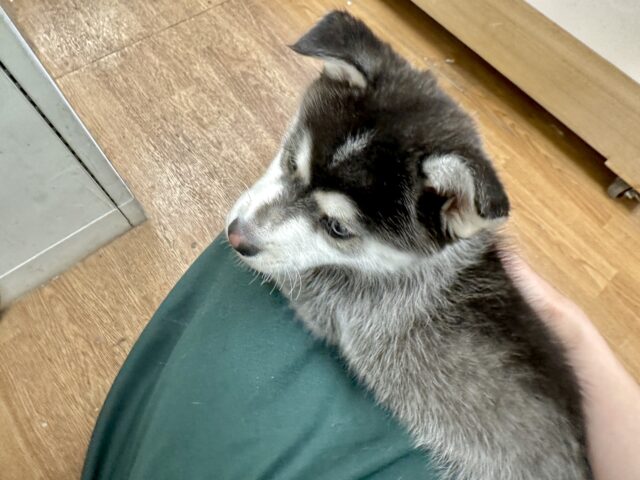 大型新人✨️✨️✨️✨️とっても珍しいミックス犬!ポンスキー男の子 ポンスキー