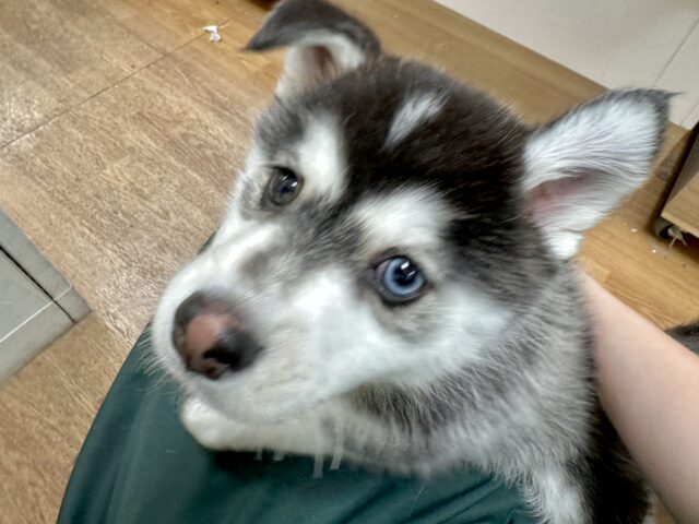 大型新人✨️✨️✨️✨️とっても珍しいミックス犬!ポンスキー男の子 ポンスキー