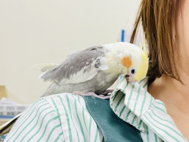 オカメインコ