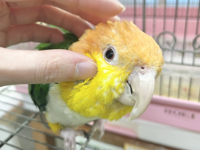 シロハラインコ