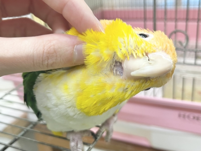 【🆙最新画像あり‼️】人が大好き🥰遊んで遊んで〜❤️ シロハラインコ シロハラインコ