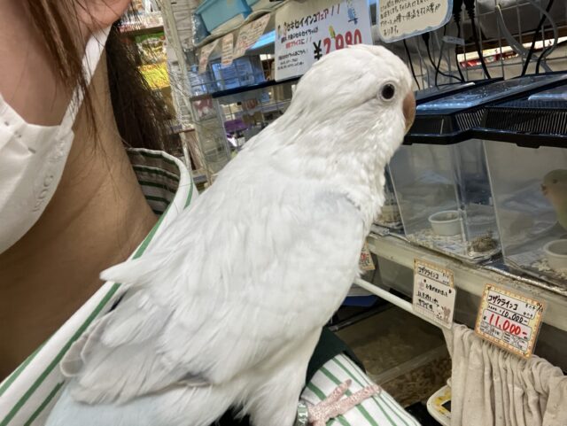 オキナインコ