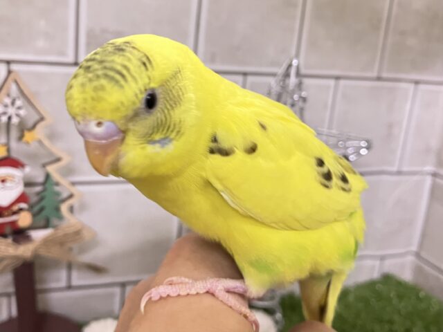 セキセイインコ