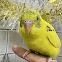 ✨最新画像✨Sparkかますぜレモンソーダ🍋 .*゜(*´罒`*)セキセイインコ(イエローハルクイン/2025年11月上旬生まれ)