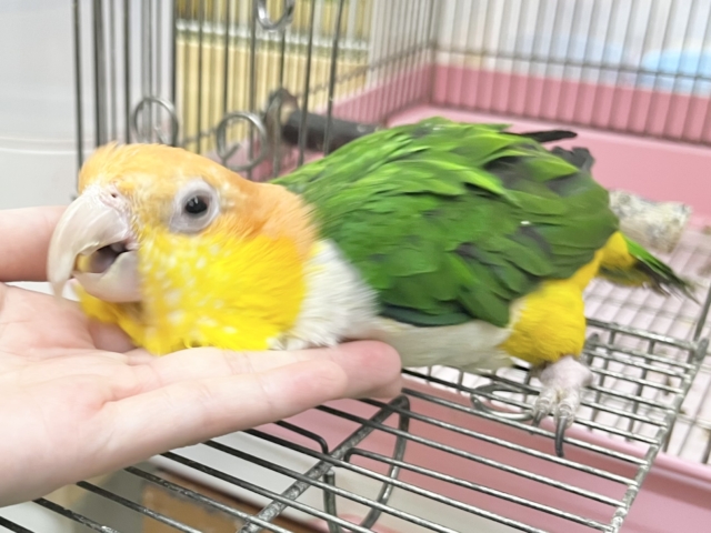シロハラインコ