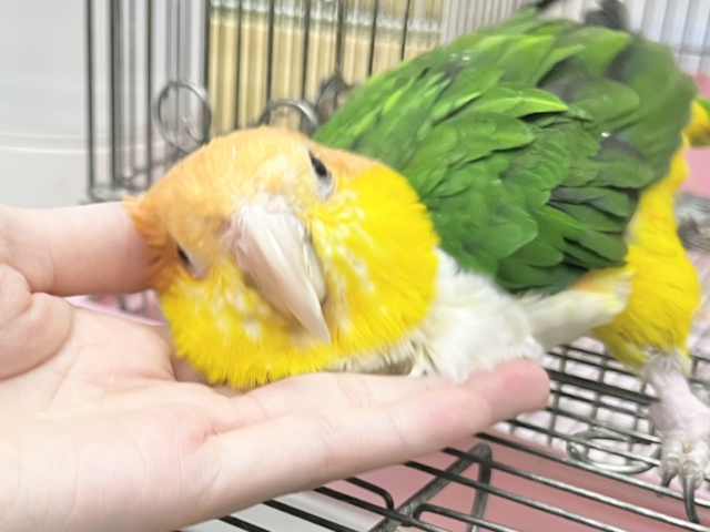 シロハラインコ