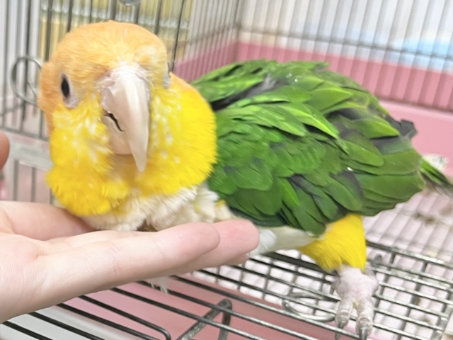 【🆙最新画像あり‼️】人が大好き🥰遊んで遊んで〜❤️ シロハラインコ シロハラインコ