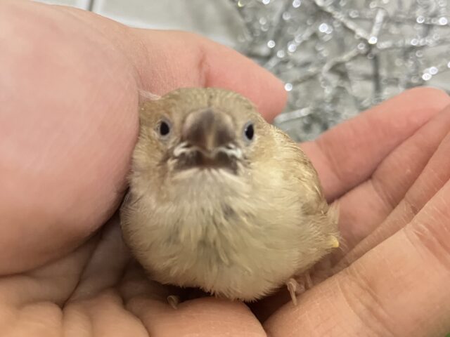 錦花鳥（キンカチョウ）