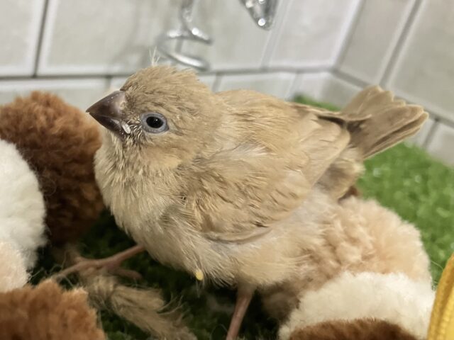 ほっこり💭🎀ほうじ茶ラテでおネムネム…😪🧸⋆*錦花鳥(2025年11月下旬生まれ) 錦花鳥(キンカチョウ)