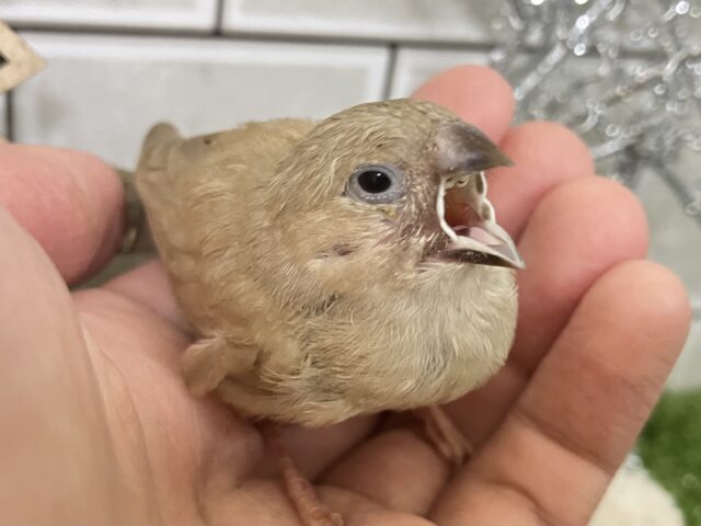 ほっこり💭🎀ほうじ茶ラテでおネムネム…😪🧸⋆*錦花鳥(2025年11月下旬生まれ) 錦花鳥(キンカチョウ)