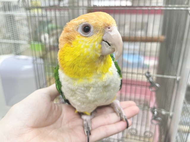 【🆙最新画像あり‼️】人が大好き🥰遊んで遊んで〜❤️ シロハラインコ シロハラインコ
