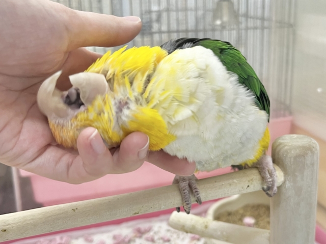 【🆙最新画像あり‼️】人が大好き🥰遊んで遊んで〜❤️ シロハラインコ シロハラインコ