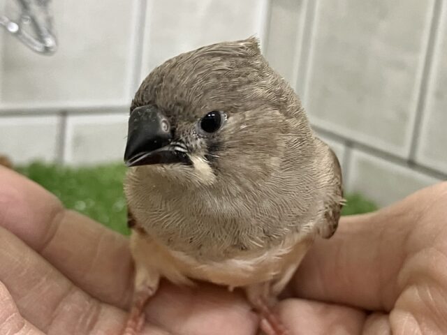 錦花鳥（キンカチョウ）