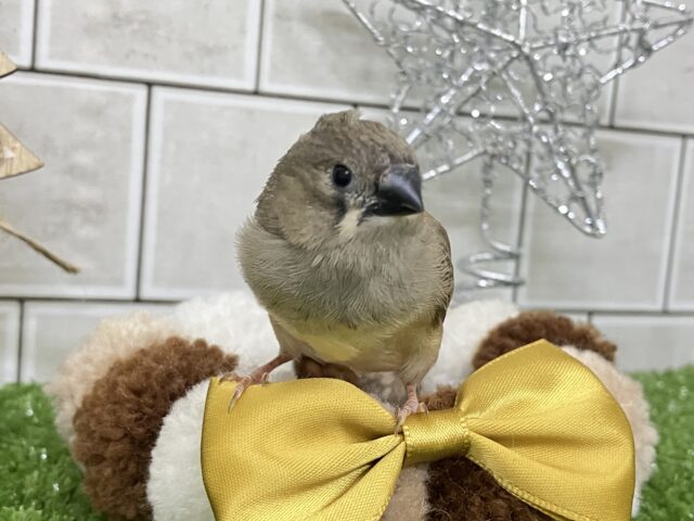 錦花鳥（キンカチョウ）