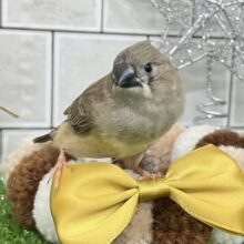 ✨最新画像✨⸜(●˙꒳˙●)⸝ﾎﾟｶﾎﾟｶﾉｺﾉｺ☀️しいたけの子🍄‍🟫♬.*ﾟ錦花鳥(ノーマル/2025年11月生まれ)