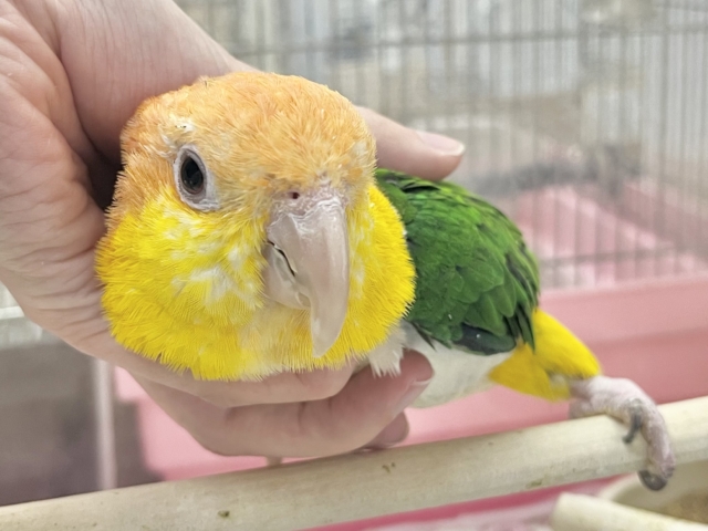 シロハラインコ