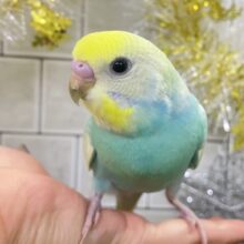 ✨最新画像✨ペコ🌼⟡.*カスタードのお池に一礼┏●セキセイインコ(パステルレインボー/2025年11月生まれ)