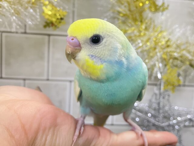 ✨最新画像✨ペコ🌼⟡.*カスタードのお池に一礼┏●セキセイインコ(パステルレインボー/2025年11月生まれ)