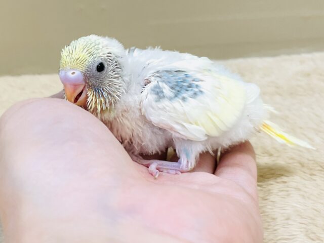 セキセイインコ