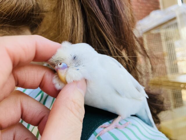 ん~~かわいい❤︎*ฅ́˘ฅ̀ とっても綺麗なベタなれセキセイちゃん🫧🪽 セキセイインコ