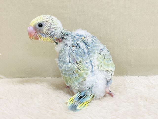 ごはん大好き😋いっぱい食べるよ✨セキセイインコ(パステルレインボースパングル)ヒナ セキセイインコ