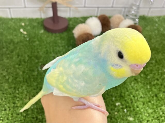 ✨最新画像✨ペコ🌼⟡.*カスタードのお池に一礼┏●セキセイインコ(パステルレインボー/2025年11月生まれ) セキセイインコ