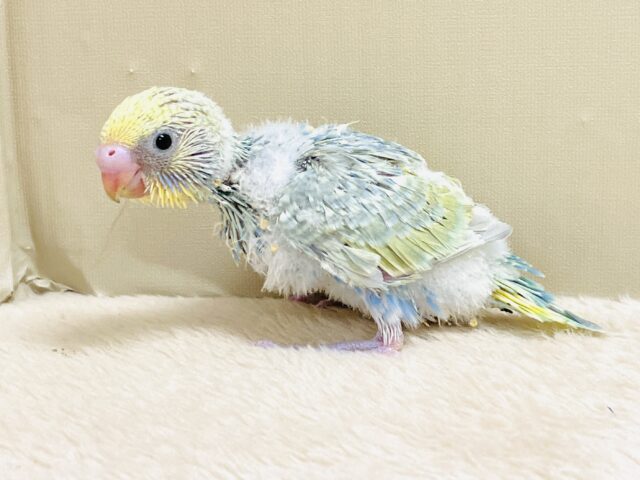 ごはん大好き😋いっぱい食べるよ✨セキセイインコ(パステルレインボースパングル)ヒナ セキセイインコ