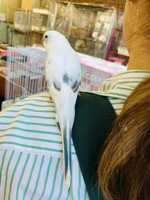 ん~~かわいい❤︎*ฅ́˘ฅ̀ とっても綺麗なベタなれセキセイちゃん🫧🪽 セキセイインコ