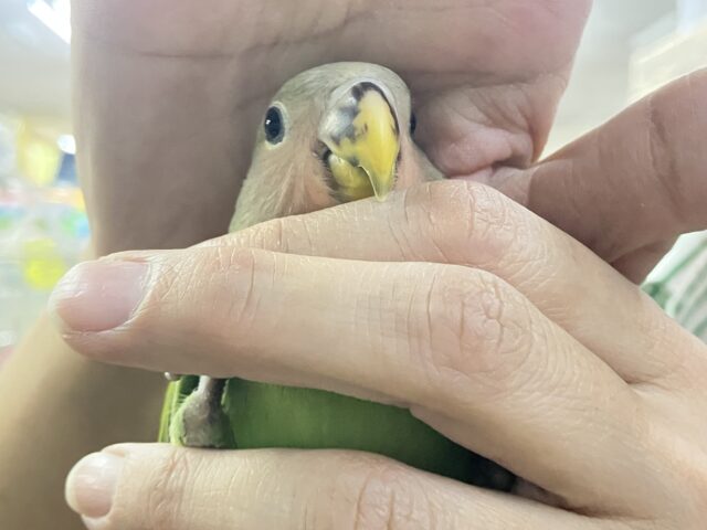 コザクラインコ（小桜インコ）