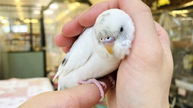 ん~~かわいい❤︎*ฅ́˘ฅ̀ とっても綺麗なベタなれセキセイちゃん🫧🪽 セキセイインコ