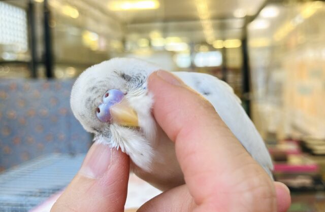 ん~~かわいい❤︎*ฅ́˘ฅ̀ とっても綺麗なベタなれセキセイちゃん🫧🪽