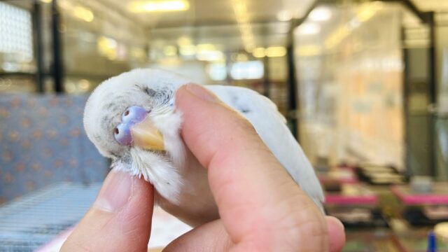 ん~~かわいい❤︎*ฅ́˘ฅ̀ とっても綺麗なベタなれセキセイちゃん🫧🪽 セキセイインコ