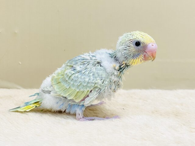 ごはん大好き😋いっぱい食べるよ✨セキセイインコ(パステルレインボースパングル)ヒナ セキセイインコ