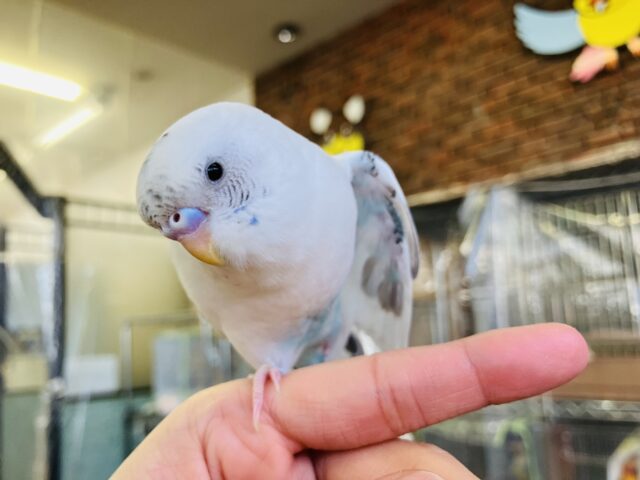 ん~~かわいい❤︎*ฅ́˘ฅ̀ とっても綺麗なベタなれセキセイちゃん🫧🪽 セキセイインコ