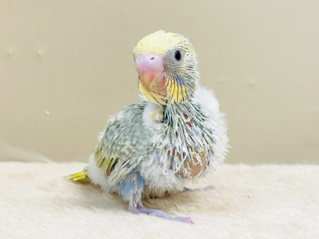 ごはん大好き😋いっぱい食べるよ✨セキセイインコ(パステルレインボースパングル)ヒナ セキセイインコ