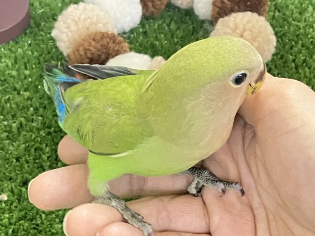 コザクラインコ（小桜インコ）
