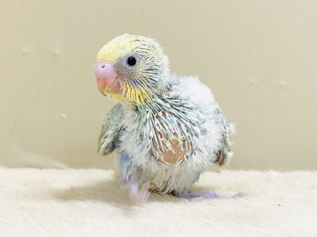 ごはん大好き😋いっぱい食べるよ✨セキセイインコ(パステルレインボースパングル)ヒナ セキセイインコ