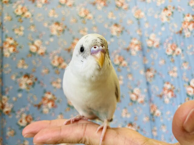 ん~~かわいい❤︎*ฅ́˘ฅ̀ とっても綺麗なベタなれセキセイちゃん🫧🪽 セキセイインコ