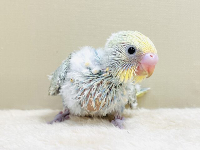 ごはん大好き😋いっぱい食べるよ✨セキセイインコ(パステルレインボースパングル)ヒナ セキセイインコ