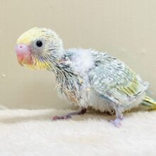 ごはん大好き😋いっぱい食べるよ✨セキセイインコ（パステルレインボースパングル）ヒナ